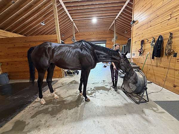 white-stockings-gelding