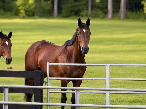 4-white-stockings-horse