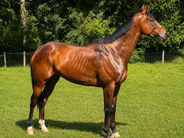 all-around-thoroughbred-horse