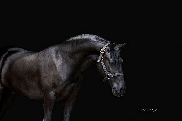 fshr-friesian-pony