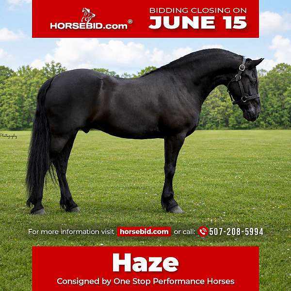 black-fshr-pony