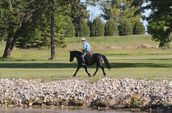 all-around-friesian-pony