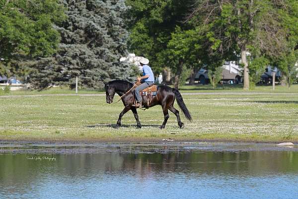 athletic-friesian-pony