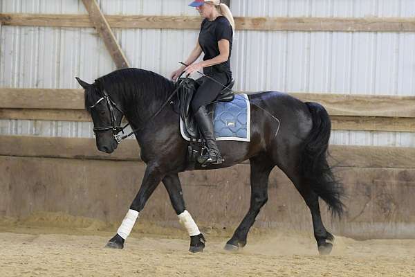 beginner-friesian-pony