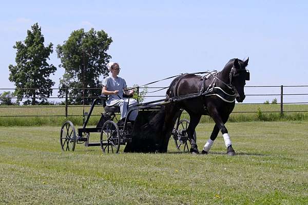driving-friesian-pony