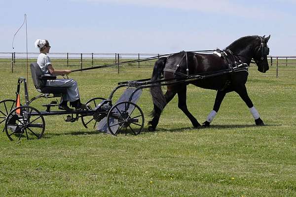 cross-friesian-pony