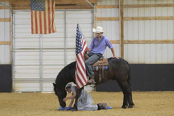 flashy-friesian-pony