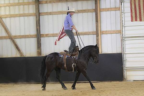performance-friesian-pony