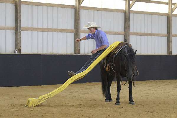 parade-friesian-pony