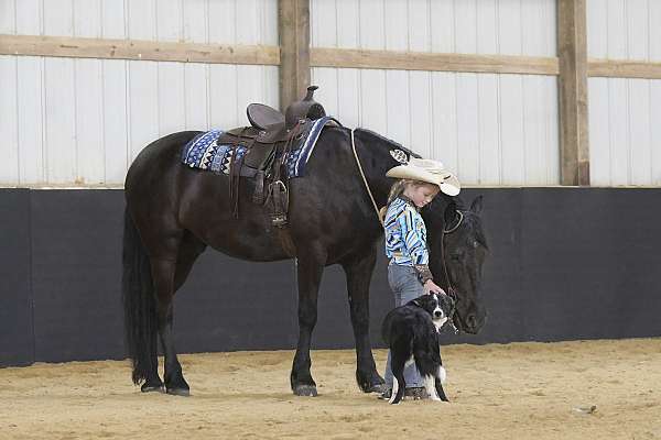 trail-friesian-pony