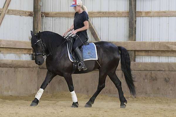 ridden-english-friesian-pony
