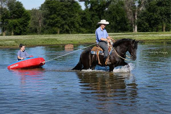 ridden-western-friesian-pony
