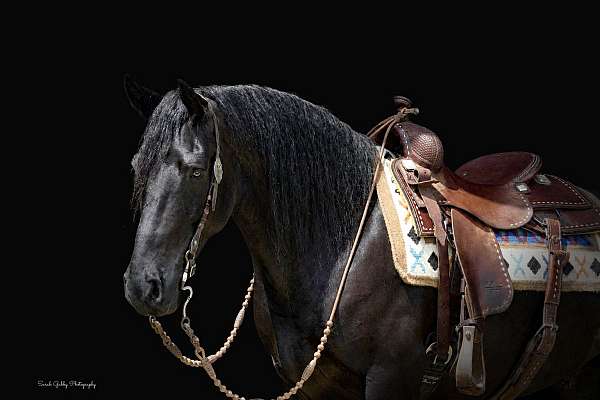 show-friesian-pony