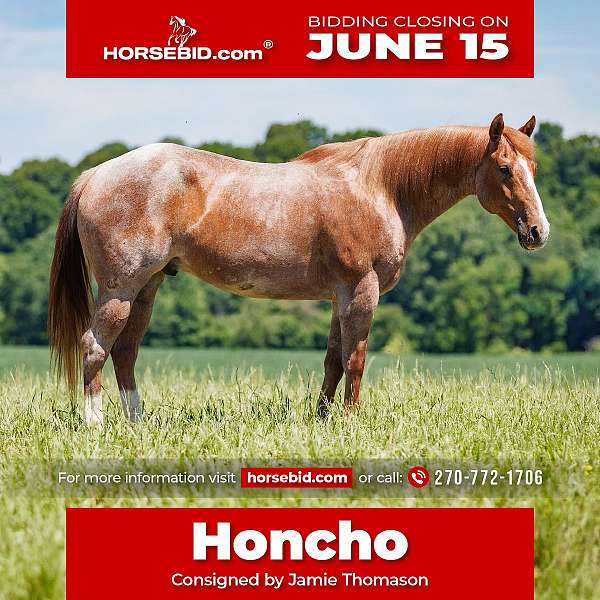 all-around-draft-horse