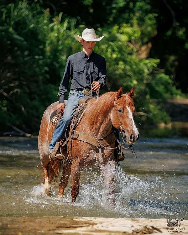 athletic-draft-horse