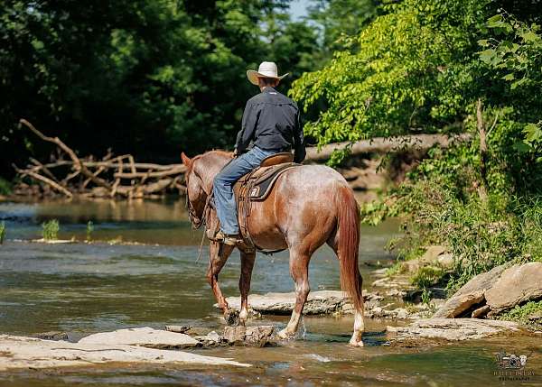 calf-roping-draft-horse