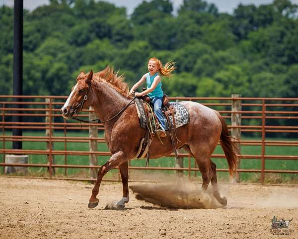 cross-draft-horse