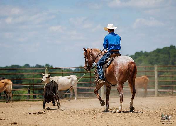 draft-horse