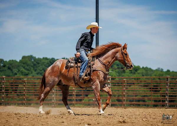 flashy-draft-horse