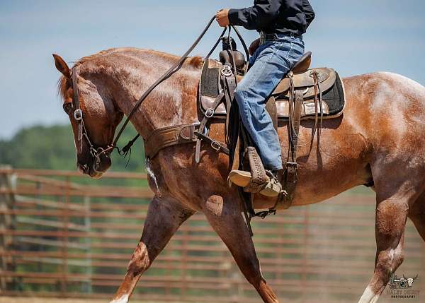husband-safe-draft-horse