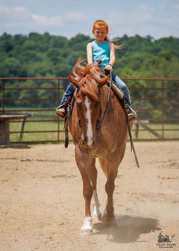 ranch-draft-horse