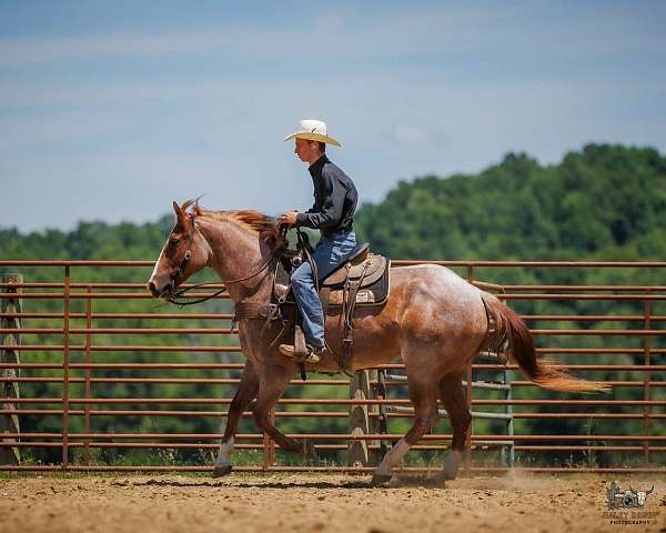 ranch-versatility-draft-horse