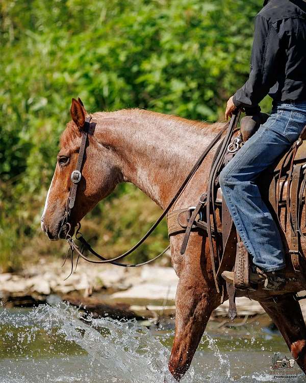 roping-draft-horse