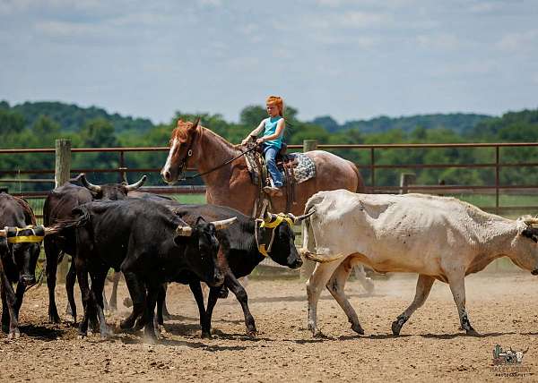 trail-draft-horse