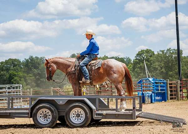 trail-riding-draft-horse