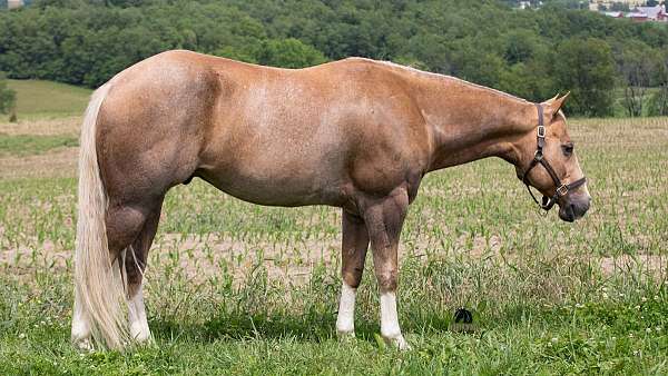 all-around-quarter-horse
