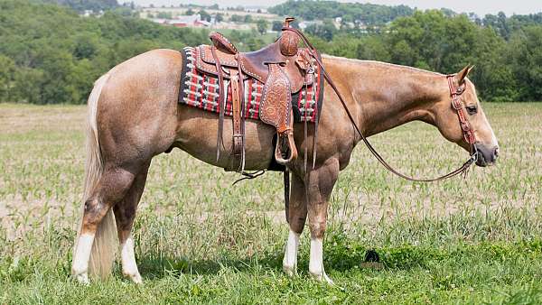 athletic-quarter-horse