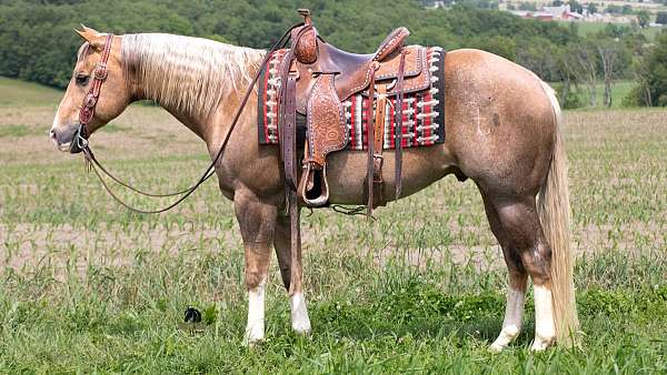 beginner-quarter-horse