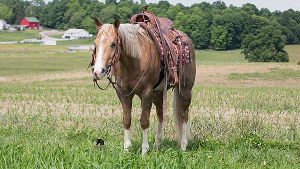 husband-safe-quarter-horse