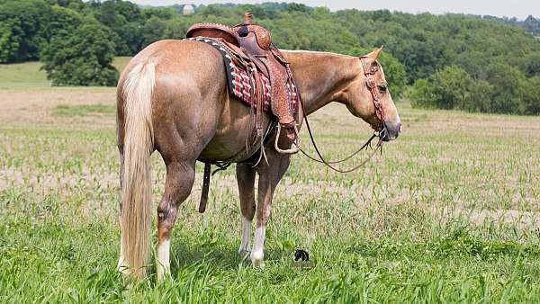 kid-safe-quarter-horse