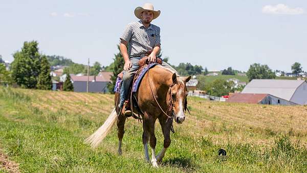 lesson-quarter-horse