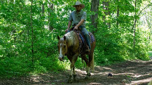 ranch-quarter-horse