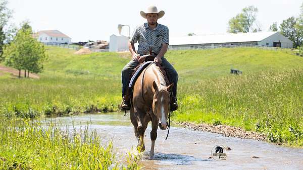 ridden-western-quarter-horse