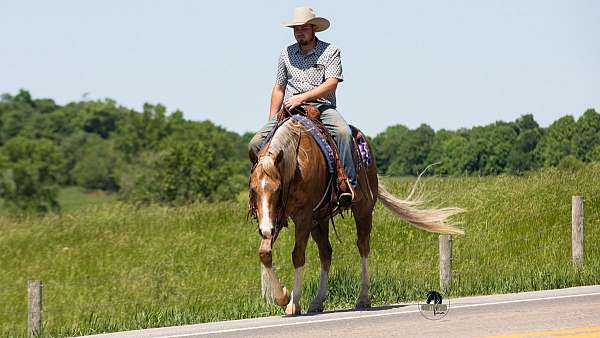 trail-quarter-horse