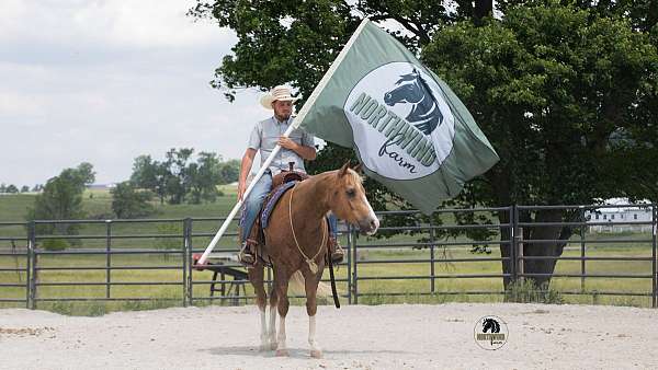 trail-riding-quarter-horse