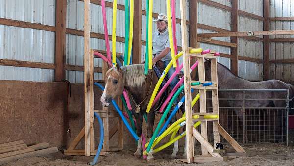 palomino-quarter-horse-gelding