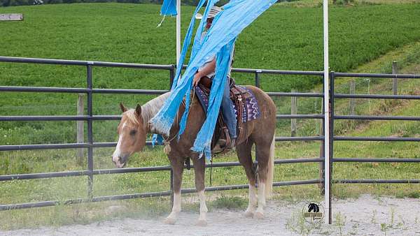 trail-class-competition-quarter-horse