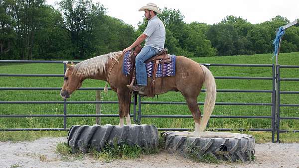 western-riding-quarter-horse
