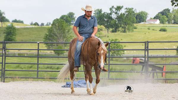 palomino-all-around-horse