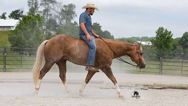 palomino-athletic-horse