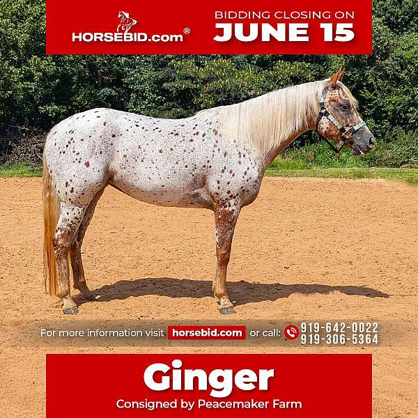 all-around-poa-horse