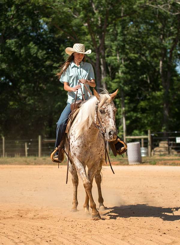 beginner-poa-horse