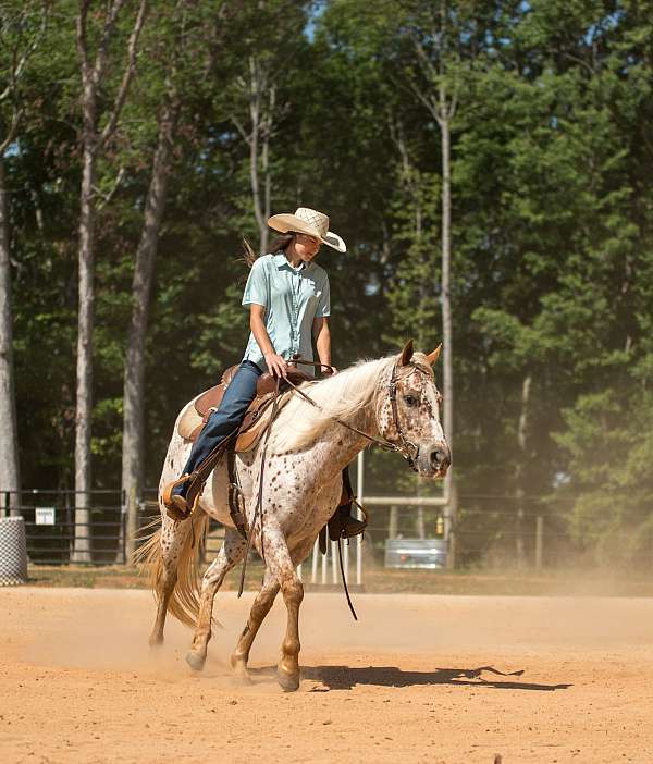 flashy-poa-horse