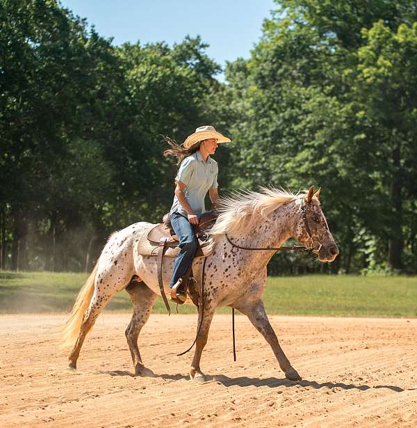 husband-safe-poa-horse