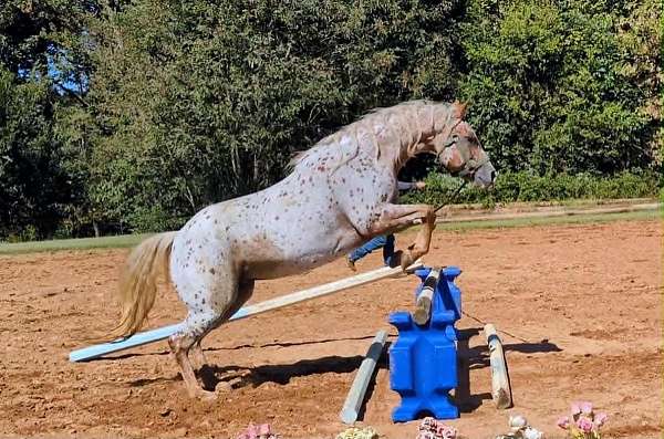 trail-poa-horse
