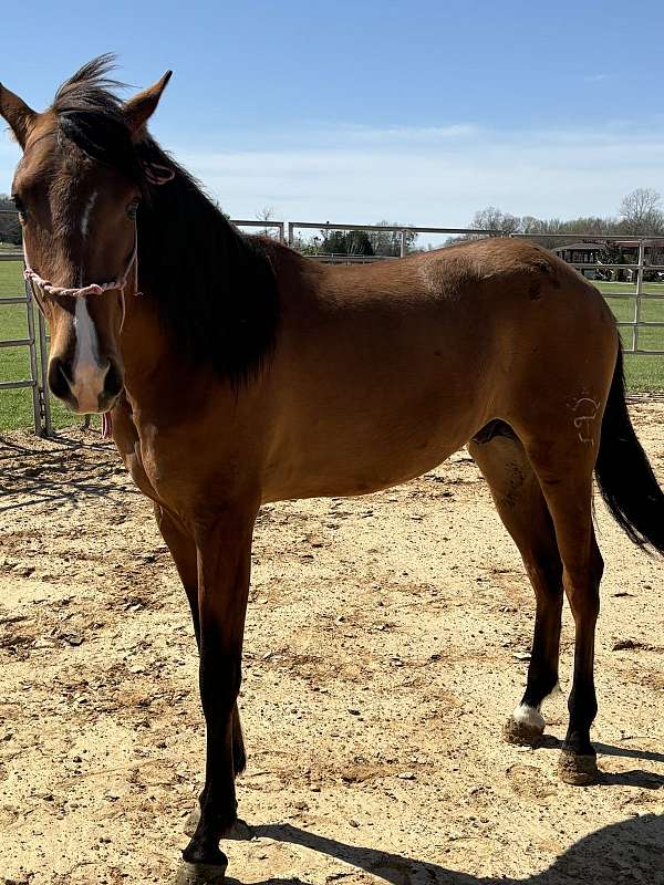sorrel-andalusian-colt